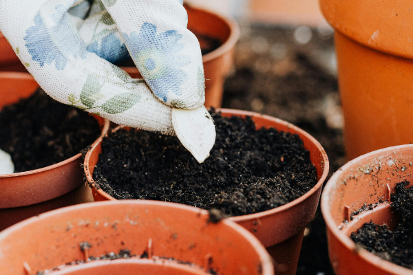 26/05 : Atelier semis